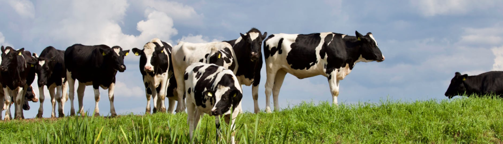 BIOGAS