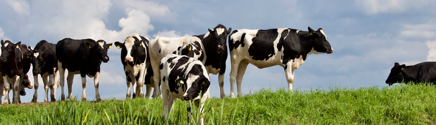 BIOGAS